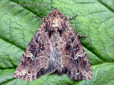small clouded brindle (probable) (Apamea unanimis) Kenneth Noble